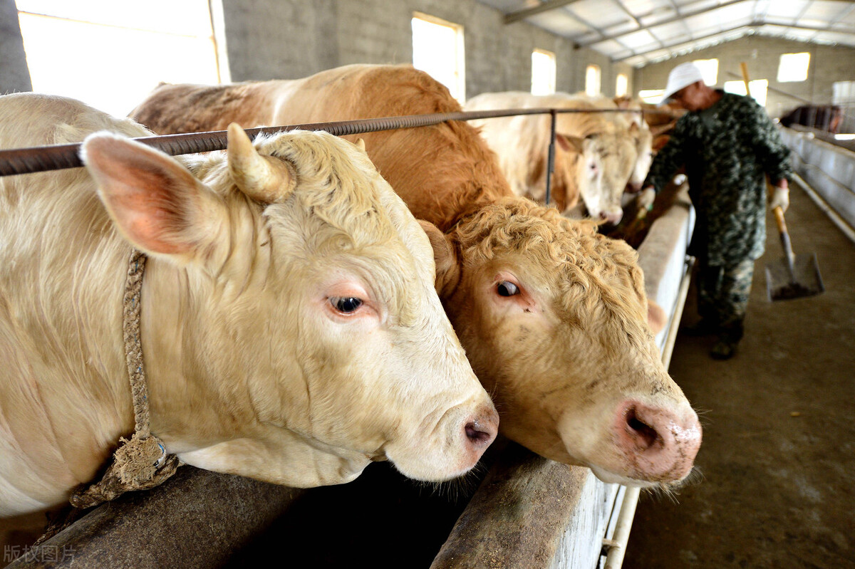 牛价丨1月17日 全国活牛价格汇总在这里！牛肉价格怎么样了？