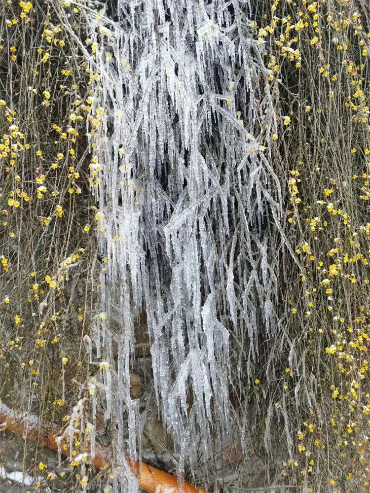 当春花遇上春雪，看京城别样的诗意与浪漫~