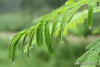 下雨的唯美图片