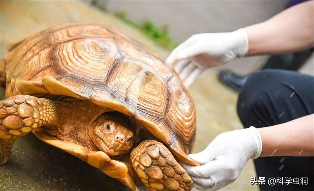 亚达陆龟多少钱一只(养乌龟被判刑) - 价格百科