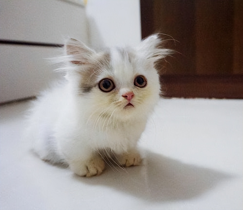世界上最小的猫 世界上颜值最高的猫-春风号