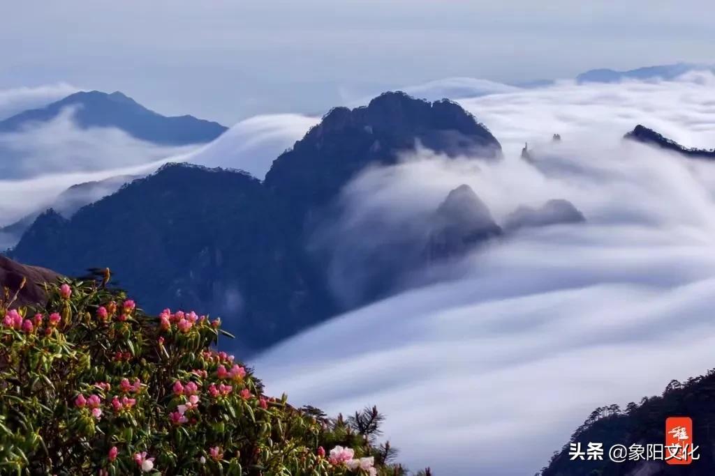 诗词/摄影欣赏：《国粹》《朱顶红》《待到山花烂漫时》「281」