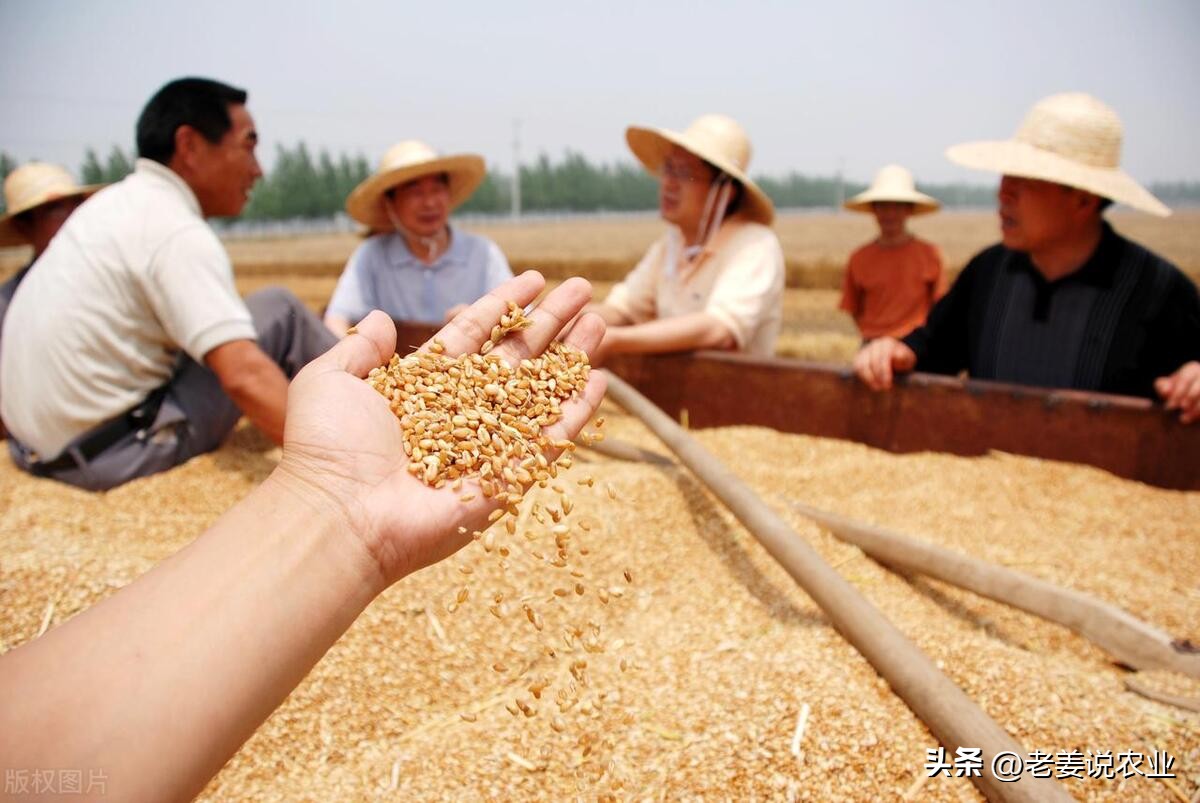 小麦价格上涨，贸易商可能会再次栽跟头，2023年5月21日小麦行情