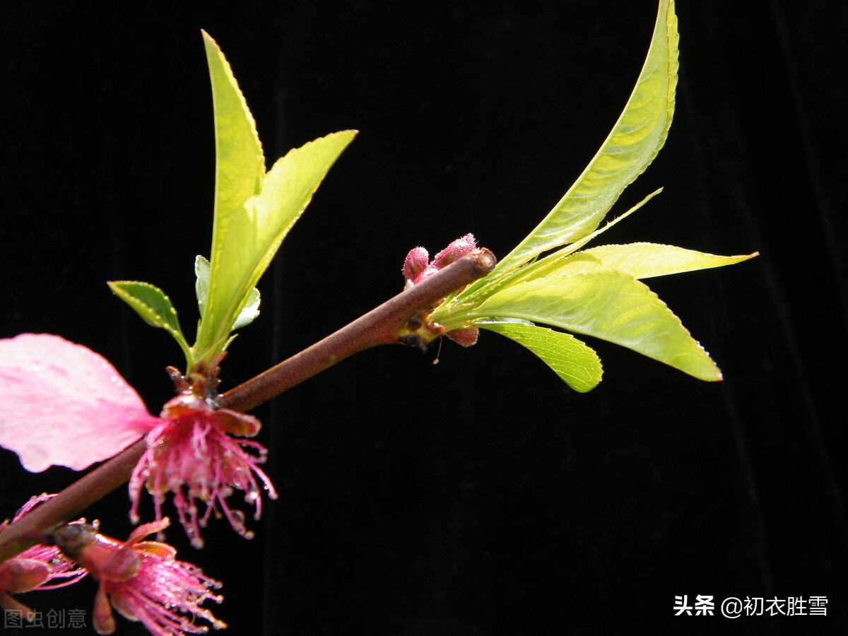 明丽晚春美诗七首：楼外青山似故人，雨余山色静无尘