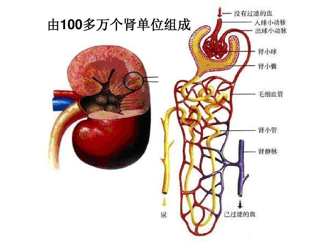 一喝水尿就多！代表肾脏好还是不好？看完这4点，你或许就明白了