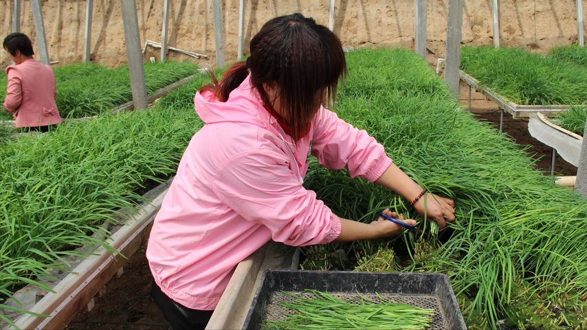 我國引進新型牧草，7天快速成熟，低成本高產(chǎn)量養(yǎng)殖人的福音