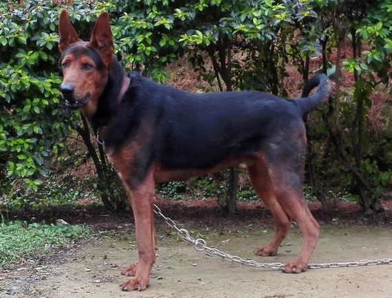 莱州红犬公犬有多大(莱州红犬体型多大) - 风集网