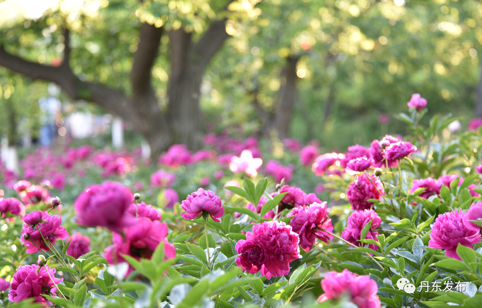 丹东这一地儿入选全国十大赏樱地！赏花攻略提前收藏
