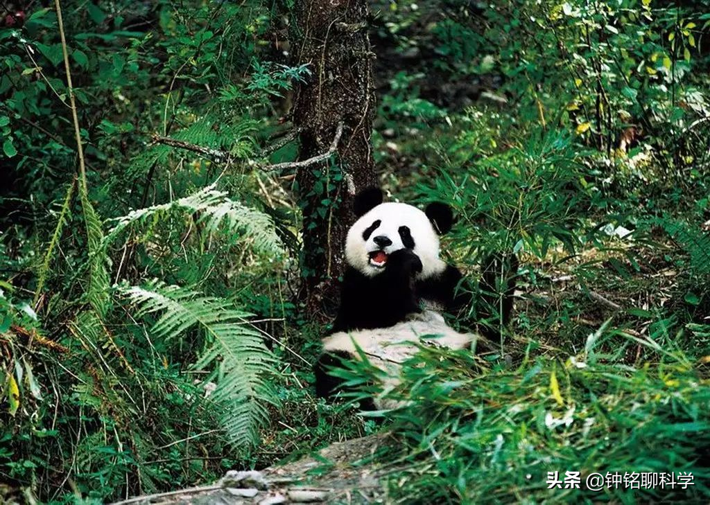 根據目前的研究結果,大熊貓的祖先是始熊貓,不像大熊貓,熊貓主要以肉