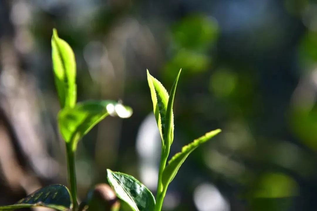 飞天揽月普洱茶简介