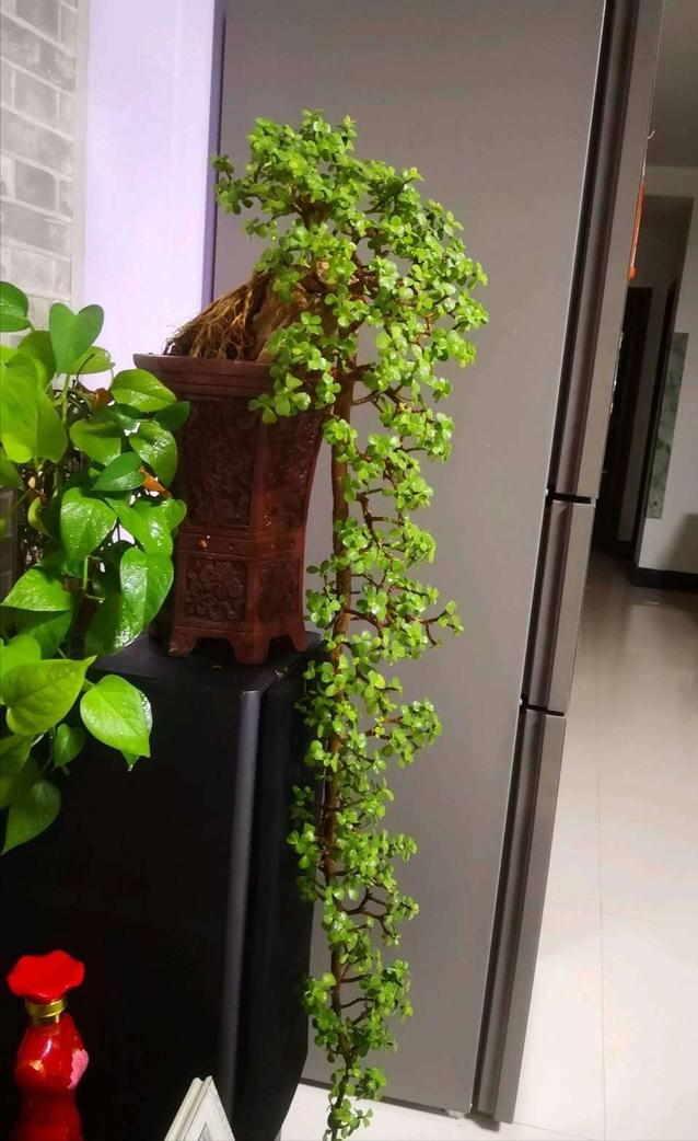 最旺入门玄关植物(最旺入门玄关植物榆树)-第16张图片-科灵网