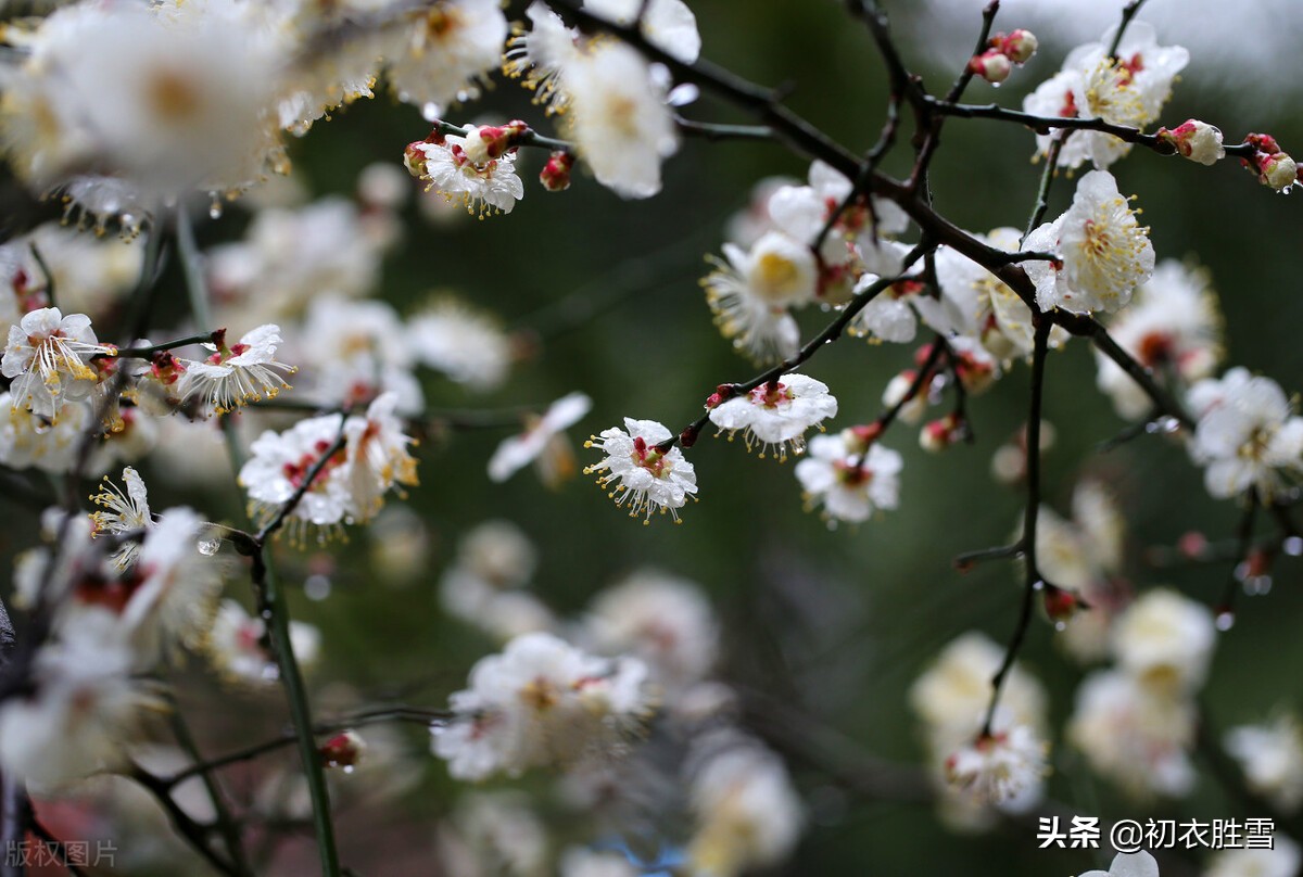 春寒梅花美诗五首：雨后春寒冽，窗下有梅花