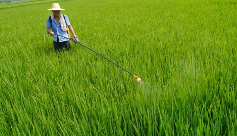荃能稻·荃两优粤农丝苗—再生稻栽培技术指导