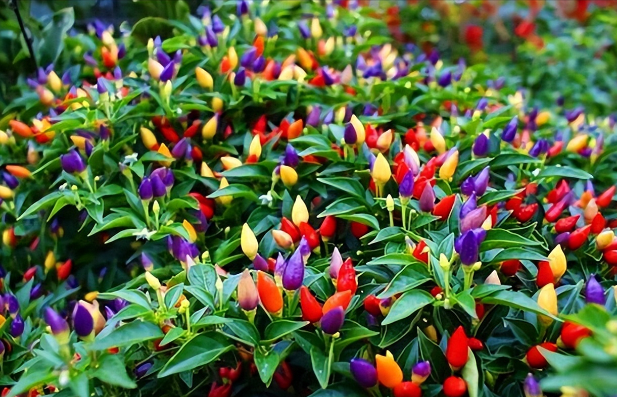 七彩辣椒图片(五彩辣椒长成) - 赤虎壹号