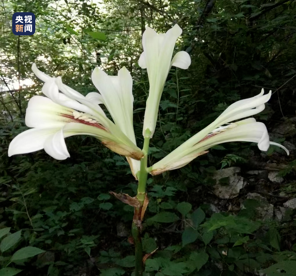 陕西秦岭首次发现国家二级重点保护野生植物荞麦叶大百合