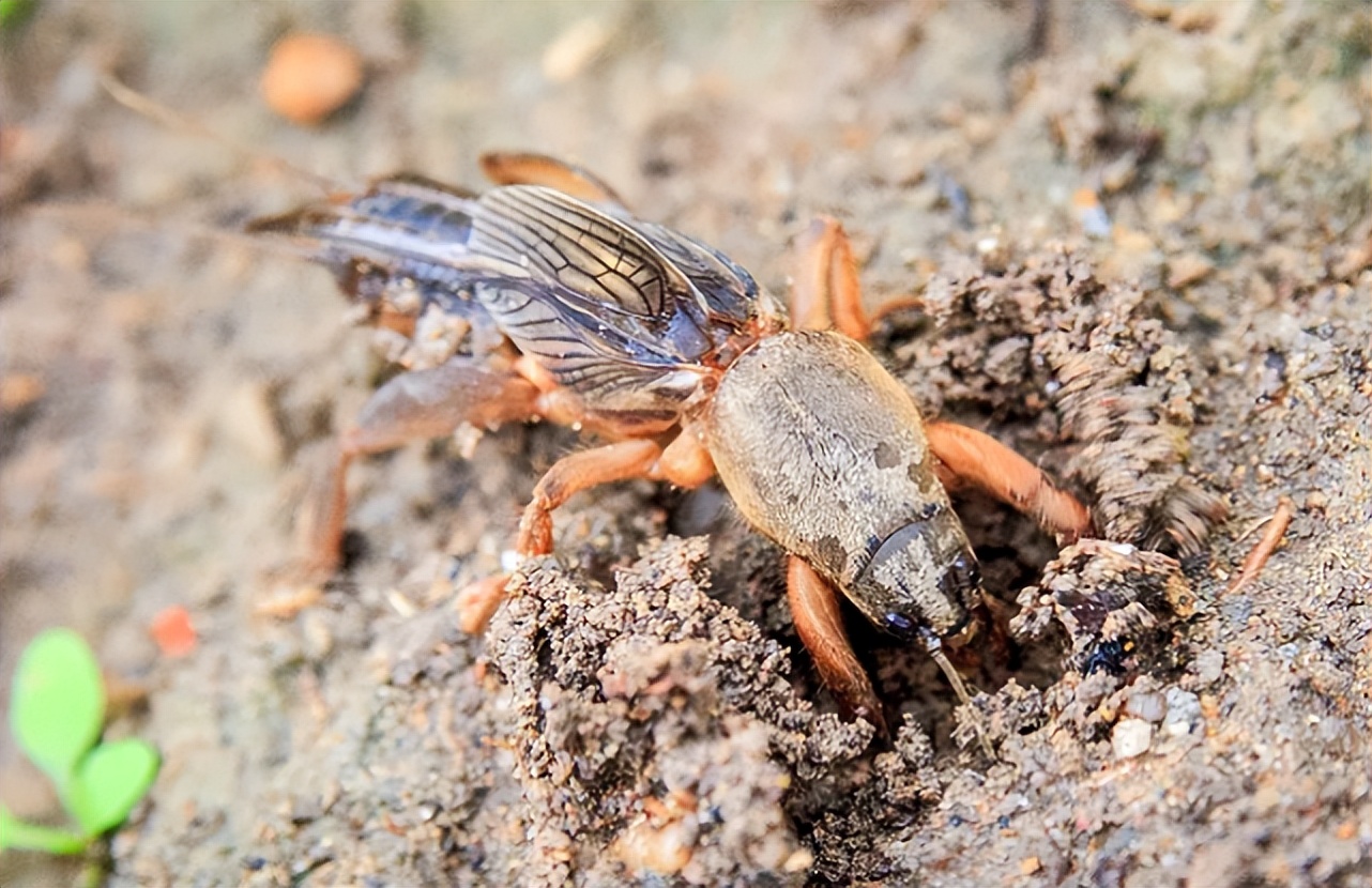 土狗多少钱一斤(蝼蛄) - 价格百科
