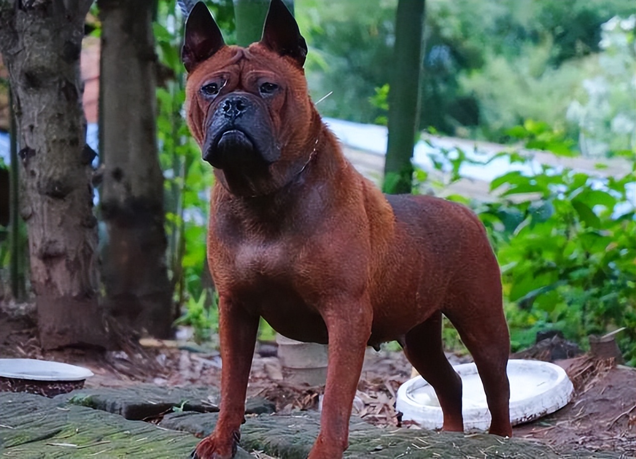 杜高犬的优缺点（杜高犬适合家养吗）-第4张图片-昕阳网