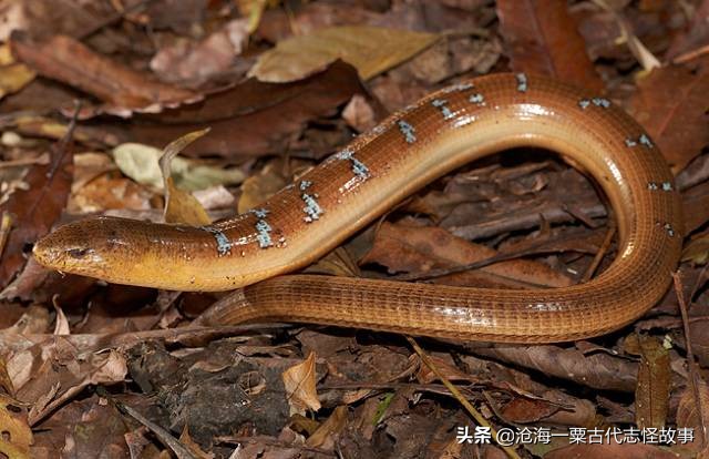 古代志怪故事 狯園 裡記載的蛇 狐 豬 蠶 黃鼠狼 天天看點