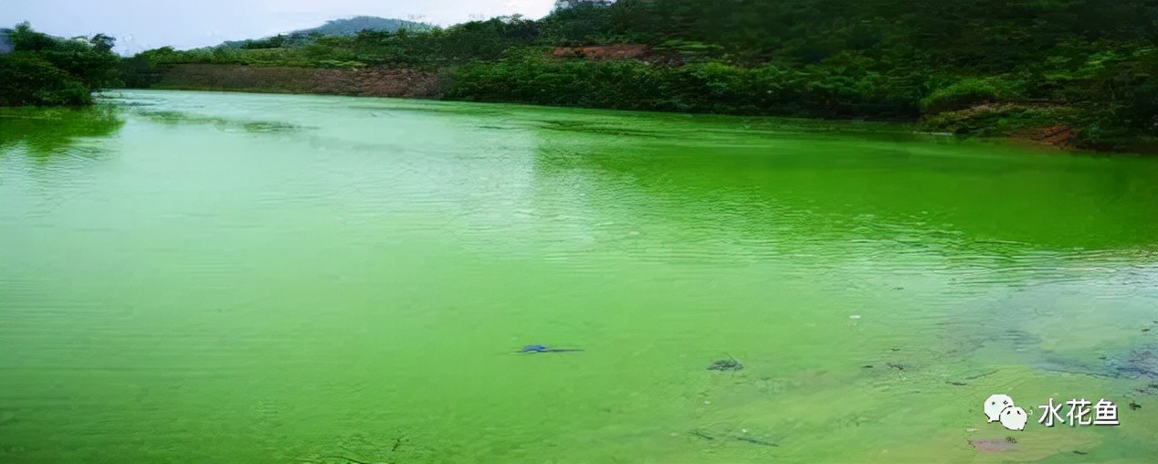 水产养殖尾水处理——多级人工湿地净水技术