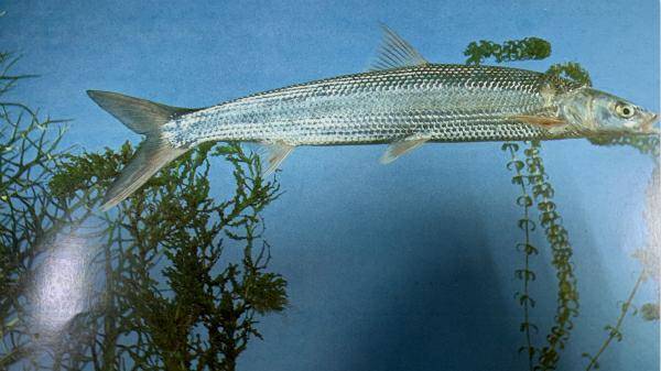 长江全长多少千米 淮河一共长多少千米-大连之家