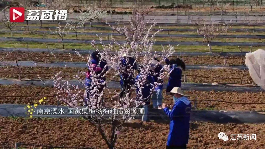 20年坚守三代人奋斗，这群&ldquo;最懂梅花的人&rdquo;，终于开出最美的花