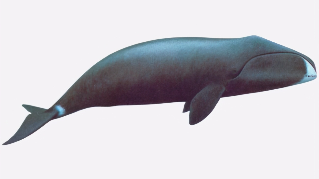 幽灵的图片(俄罗斯渔民发现奇怪物种) - 赤虎壹号