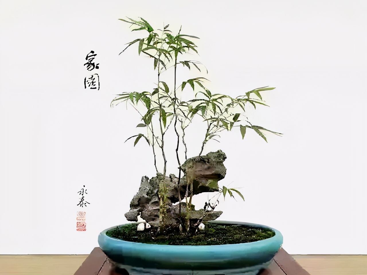 凤尾竹开花（盘点3种绝美可以养在室内的竹子）