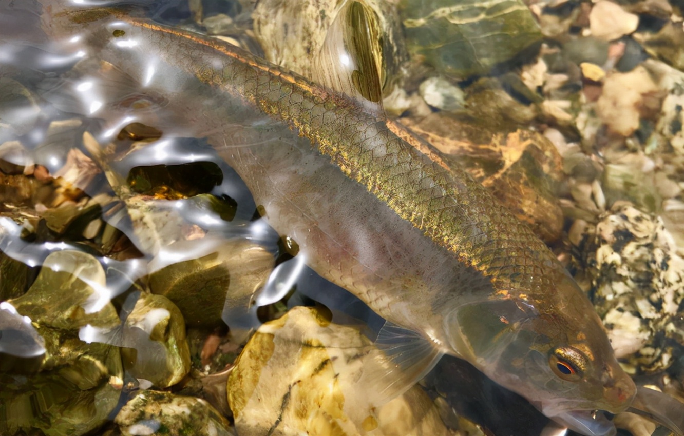 马口鱼:嘴巴像马嘴,重不过1两,却是"鱼中珍品",1斤高达60元