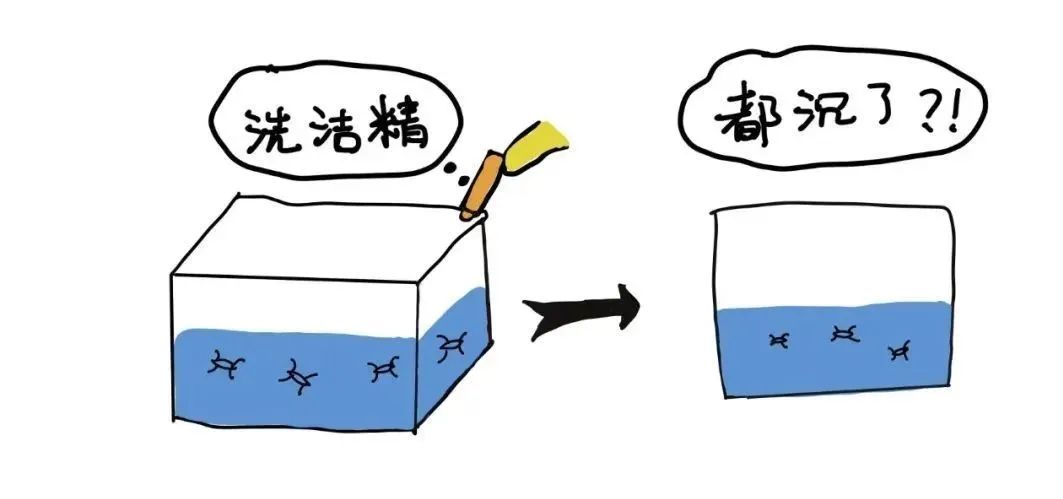 水黾在鱼塘水面上轻功展现不但水上漂还会凌波微步的昆虫