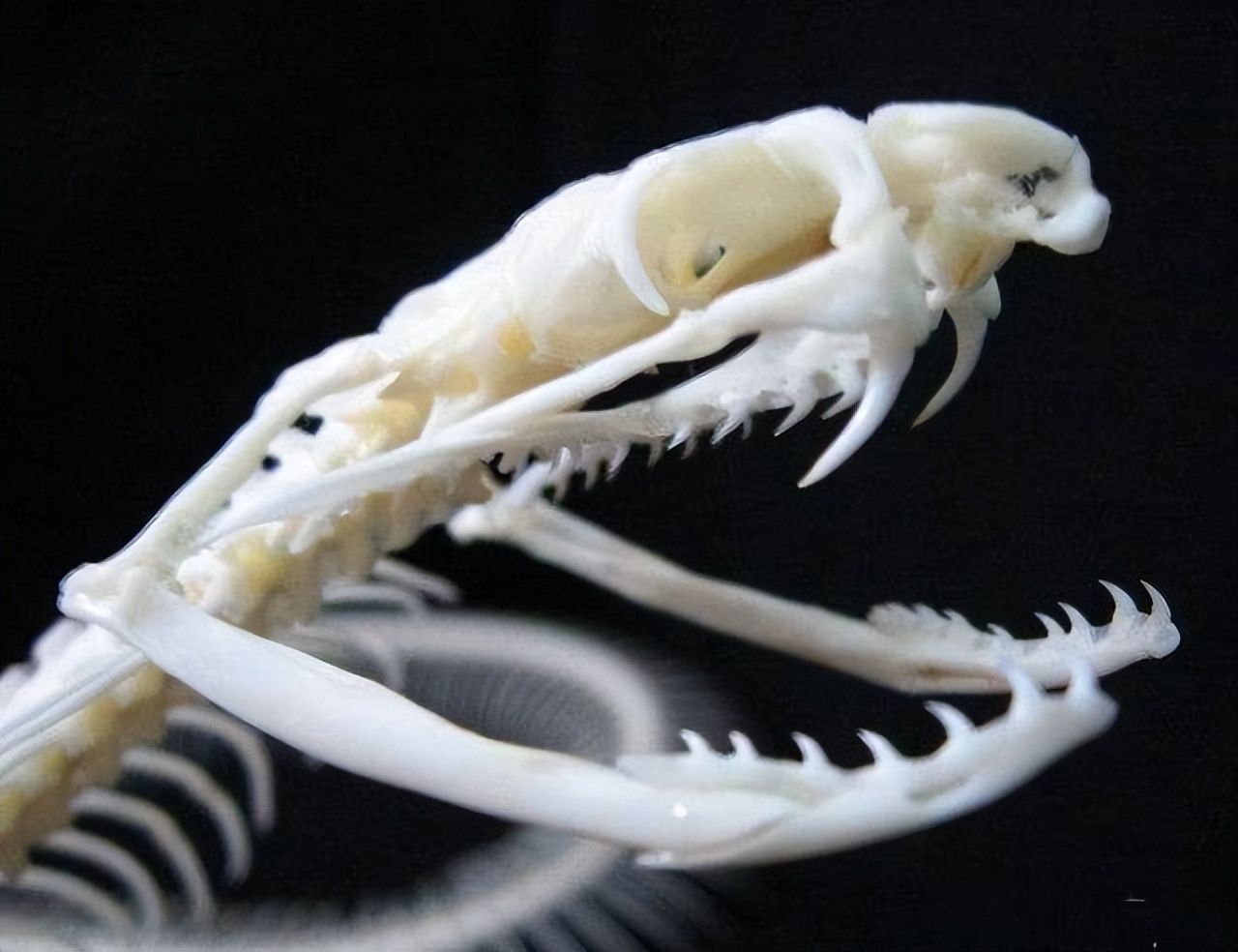 3.5�׳����ߴ������һ����ң��綾�۾����ߣ��������ܲ��ܴ�