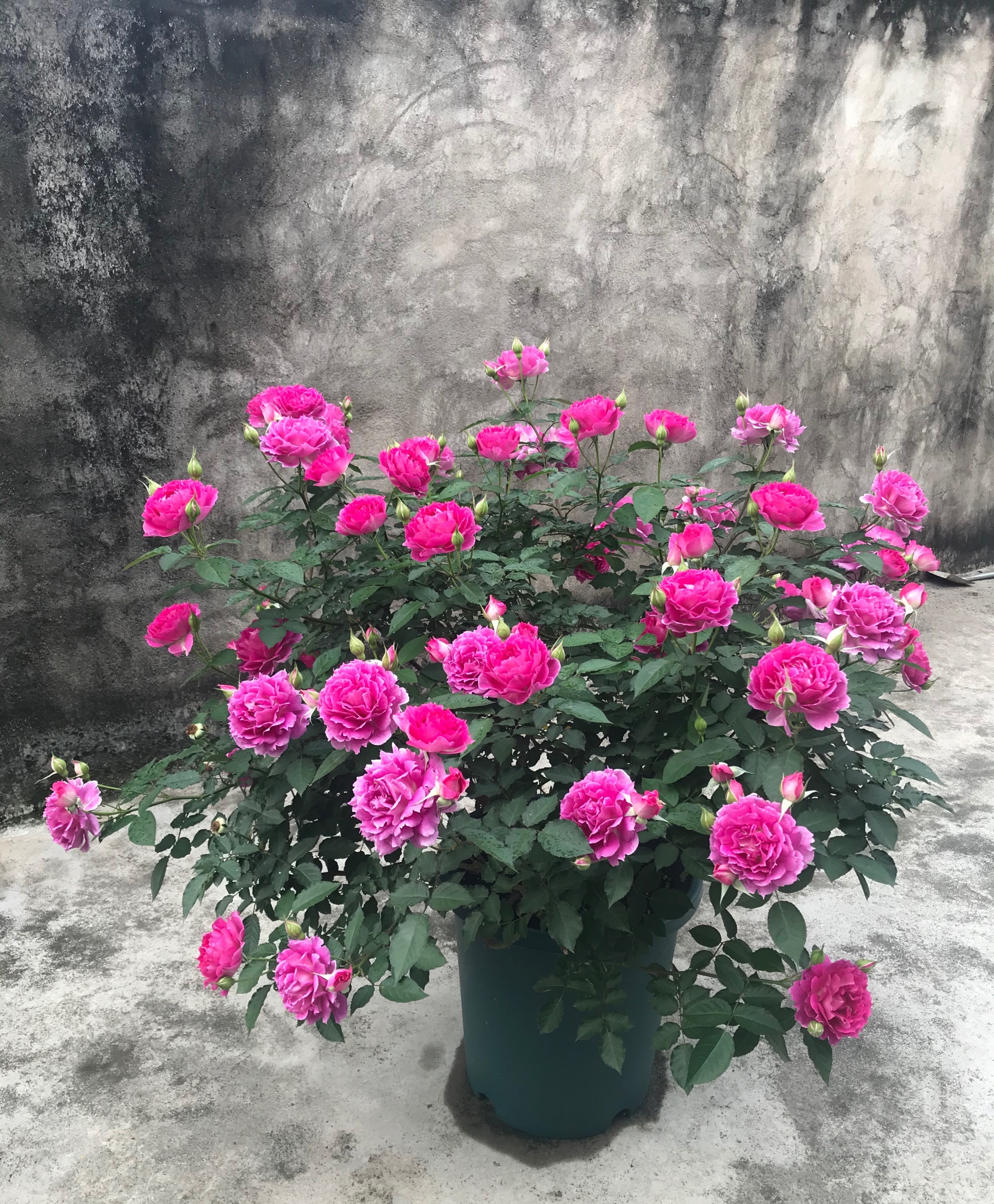 天方夜谭(阳台养月季,就选"天方夜谭") - 百科全说