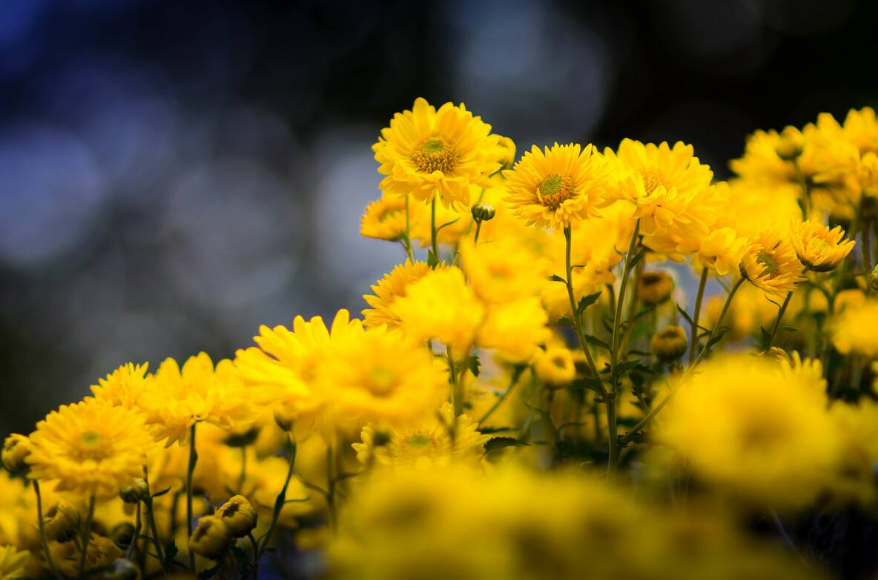 侯庆红 | 赏花庭院意难休 几时消尽万千愁（原创诗词十三首）