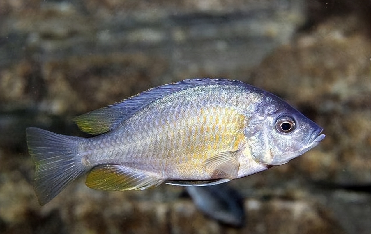 湖中风味鲥鱼长,有关描写鲥鱼的诗词,欣赏古人笔下的鲥鱼