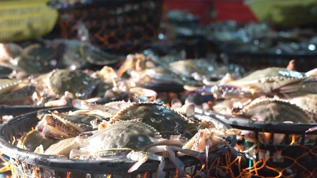 上海人最爱的梭子蟹来啦！上市第一天被抢空