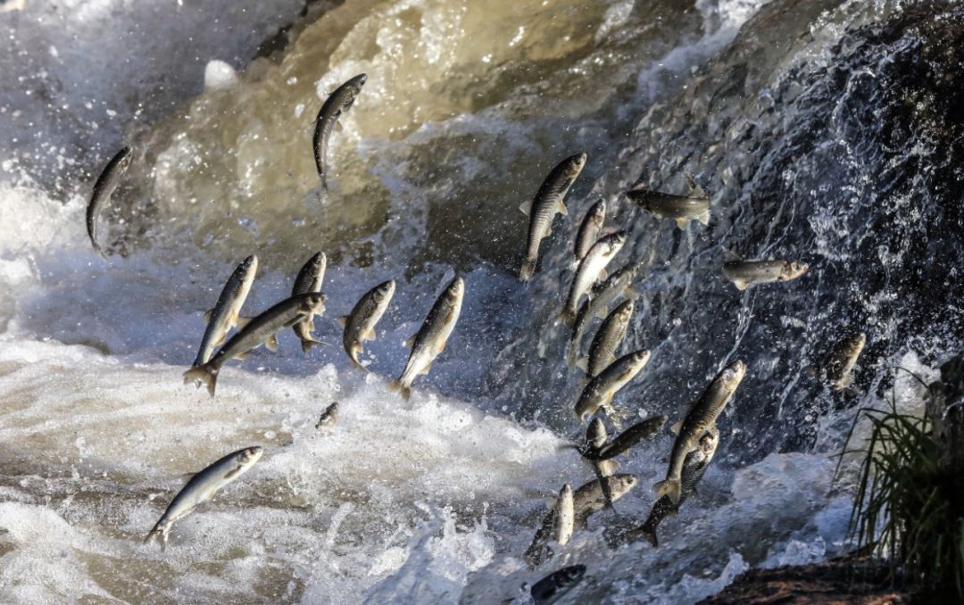 三峡大坝坝高185米直接把长江拦截了鱼类该怎么翻越过去呢