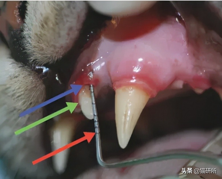 80%猫咪都有牙周炎？猫咪口臭就要警惕