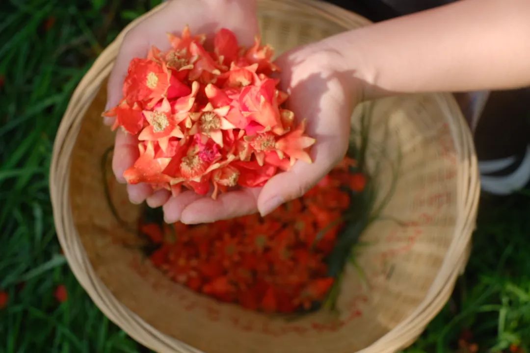 蒙自的"姑娘花"闻名中外!_蒙自网-蒙自市综合性新闻门户网站