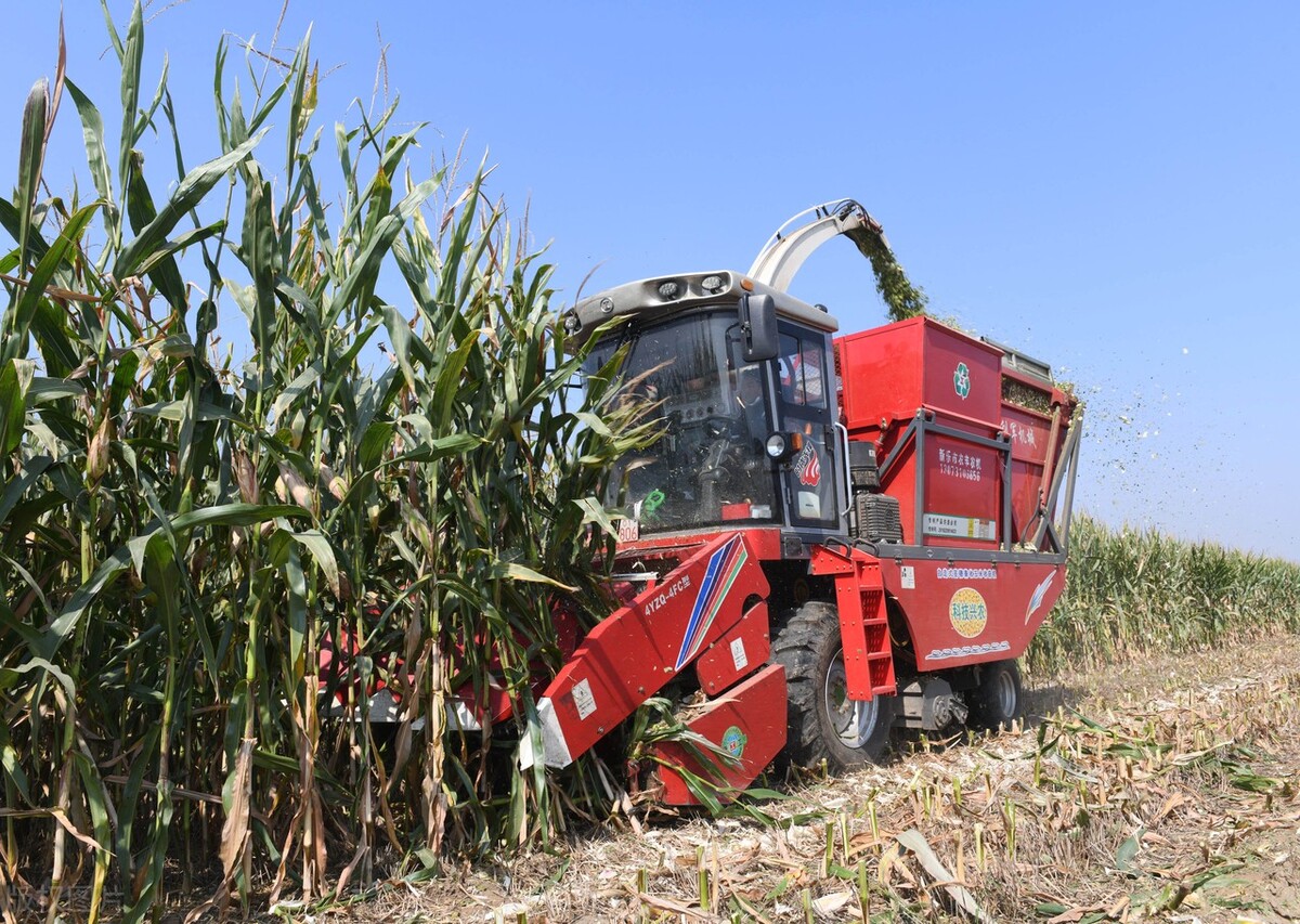 4行穗茎兼收玉米收获机,河北英虎vs金大丰,热销机型配置对比