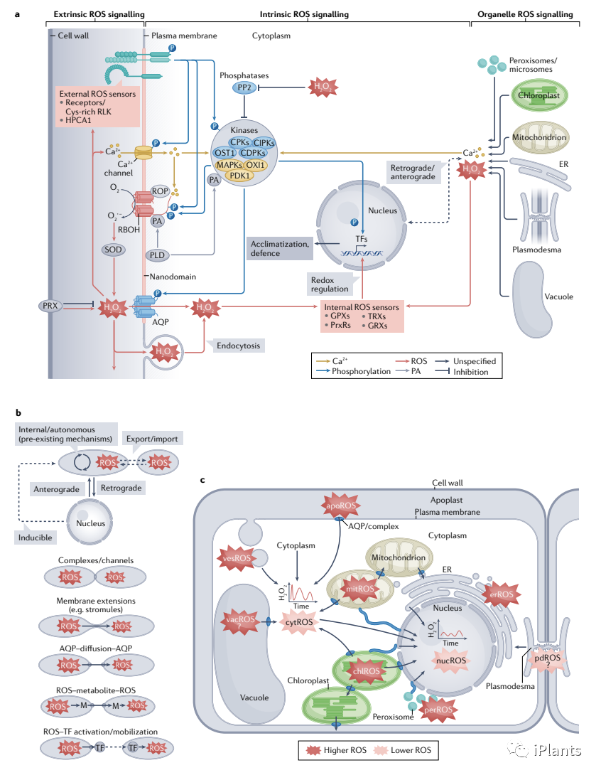 「NatureIF 113.9 」全面综述植物应激反应中 ROS 信号传导的研究进展