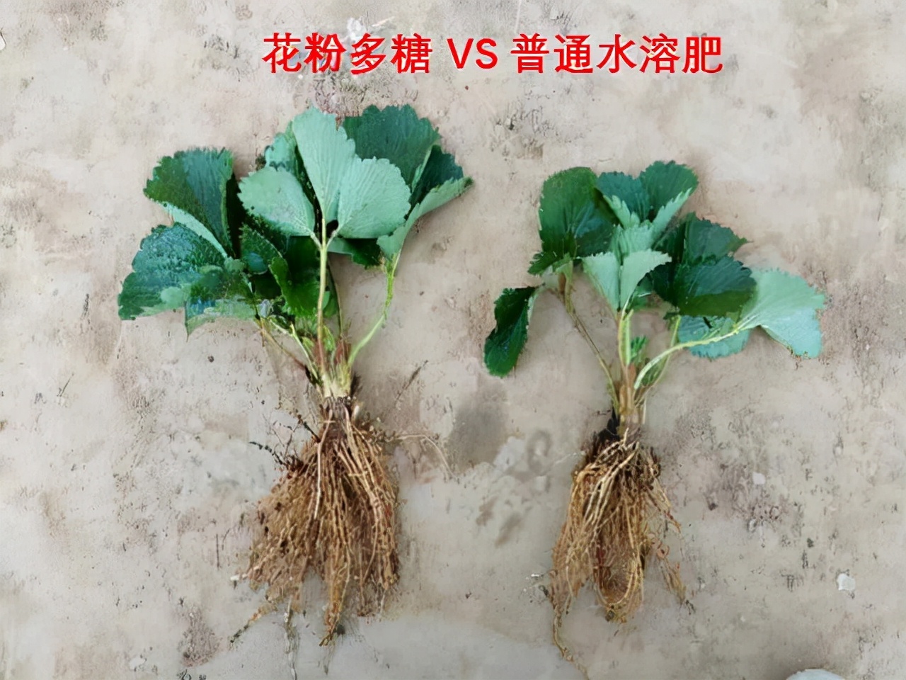 花粉多糖肥好用吗？怎么用？一文说清楚