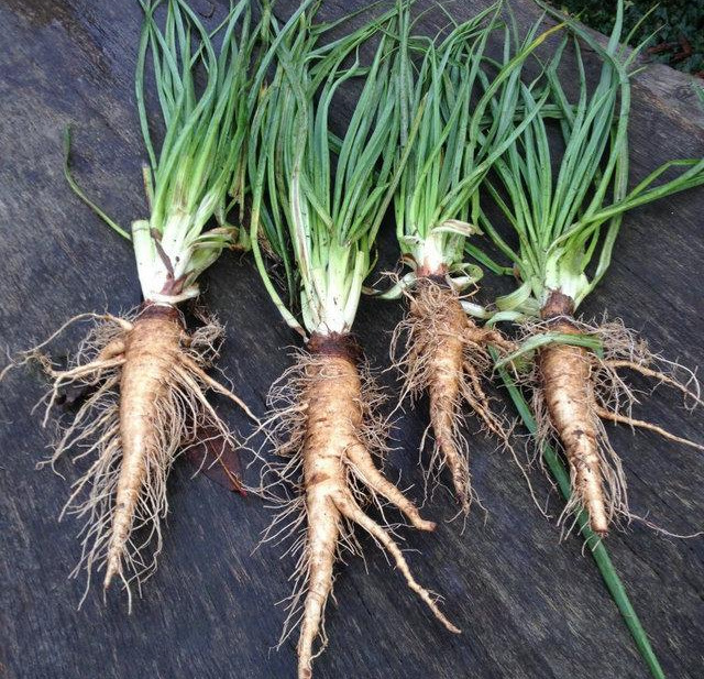 农村能吃的野菜100种能吃的野菜100种图片大全