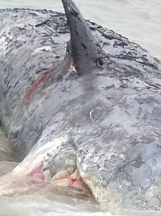 抹香鲸尸体现身宁波！已经开始散发臭味，会发生鲸爆吗？