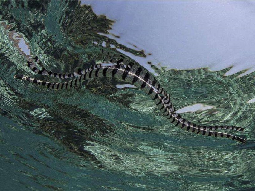 世界十大毒王 全球远古十大毒王-泛经验