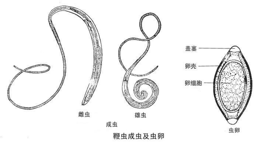 "鞭虫一生"在早期,这种药也被用在马或者驴身上,最开始用在骆驼身上的