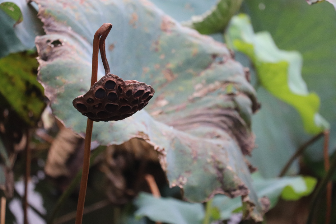 这门开设40年的课程，教学生如何捕捉美