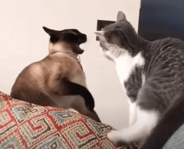 暹罗猫为啥越来越多人养？网友：养了才知道“真香”