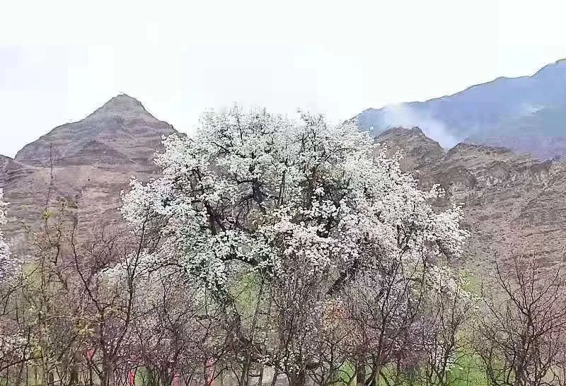 宁夏春天最美的4条自驾路线，赏花、踏青、游湖、祈福、美食