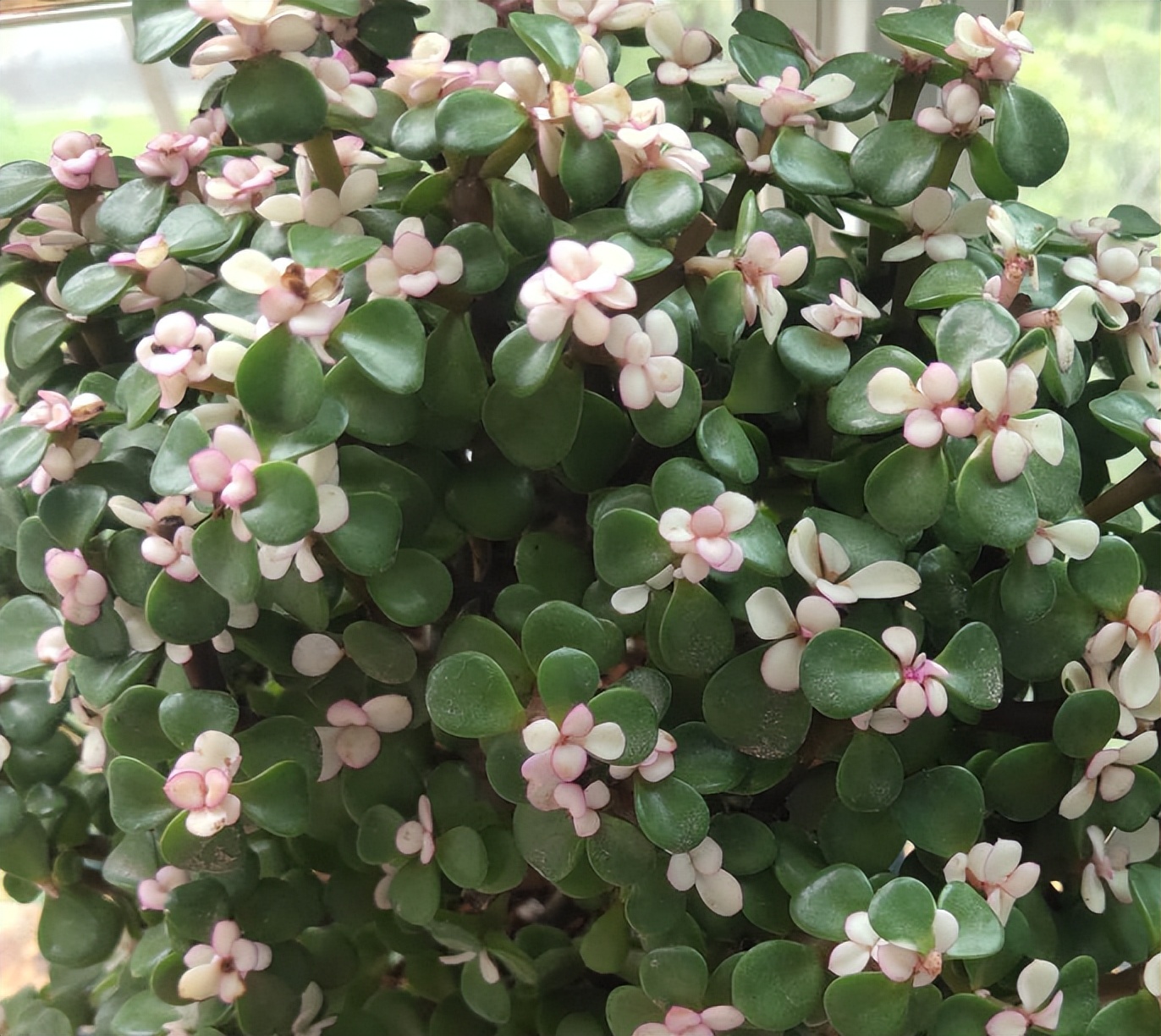 金枝玉叶花的养殖方法和注意事项(5点教你种好金枝玉叶)