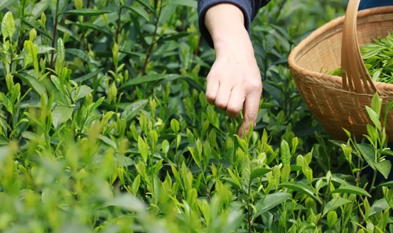 “明前茶”和“明后茶”区别在哪？哪种茶更好？涨知识了