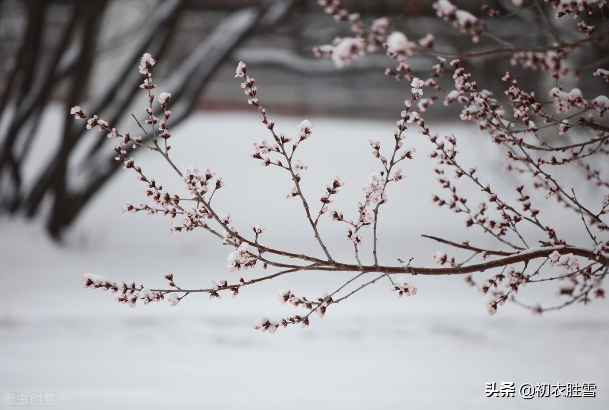 ​腊雪美诗六首：片片嘉平瑞，朝来雪满天